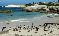 南非双骄-野性猎奇克鲁格VS壮美花园大道12日（华）