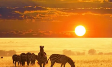 狂野本真-肯尼亚10天深度动物追逐之旅（新）