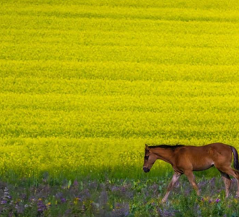 臻品伊犁纯玩8日游