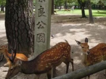 日本古都双乐园温泉7日游