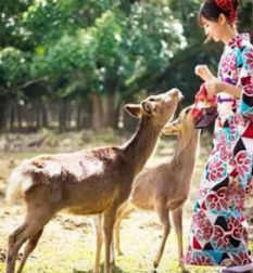 东京/富士山/京都/京R日本本州元日只二次元糖果色