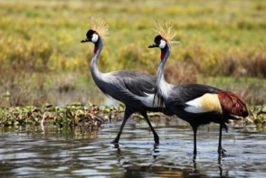 奇幻非洲大自然迁徙季 特约系列 6国20天