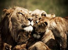 “埃”上肯坦 3 国联游 众享埃塞、肯尼亚、坦桑 12 天