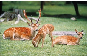 夏日物语日本本州三古都伊豆7日漫游