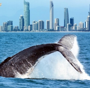 澳旅奇缘·鲸喜海陆空 澳大利亚 9 日奇趣萤彩观鲸之旅