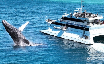 鲸彩夺目 · 世遗奇景 澳大利亚全景 11 日雨林大堡礁观鲸之旅