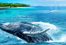 世遗奇景·尽享澳世之美 澳大利亚全景 13 日雨林大堡礁观鲸之旅