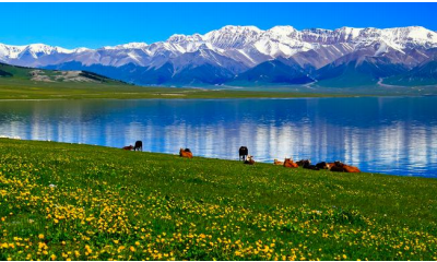 V1花开天山•新疆伊犁全景 ——双飞 8 天--- 四川独立定制班&纯玩赏花季 ---寻